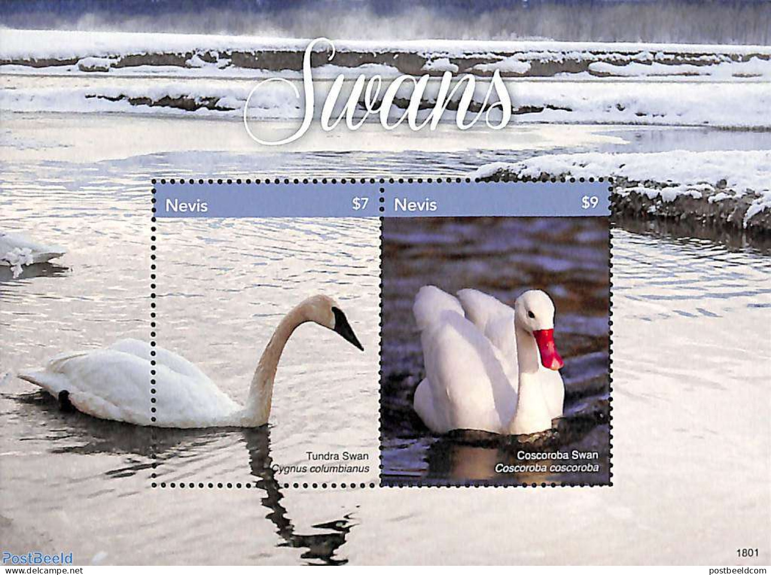 Nevis 2018 Swans 2v M/s, Mint NH, Nature - Birds - St.Kitts E Nevis ( 1983-...)