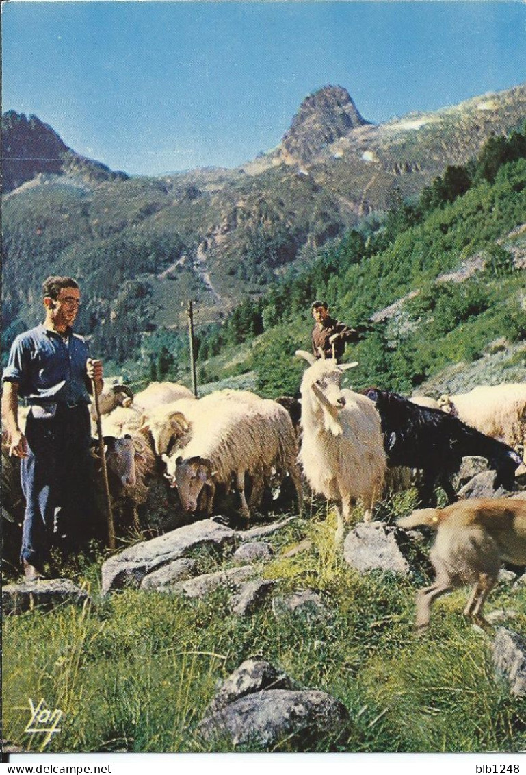 Agriculture > Elevage La Halte Du Troupeau Animaux Des Pyrénées - Elevage