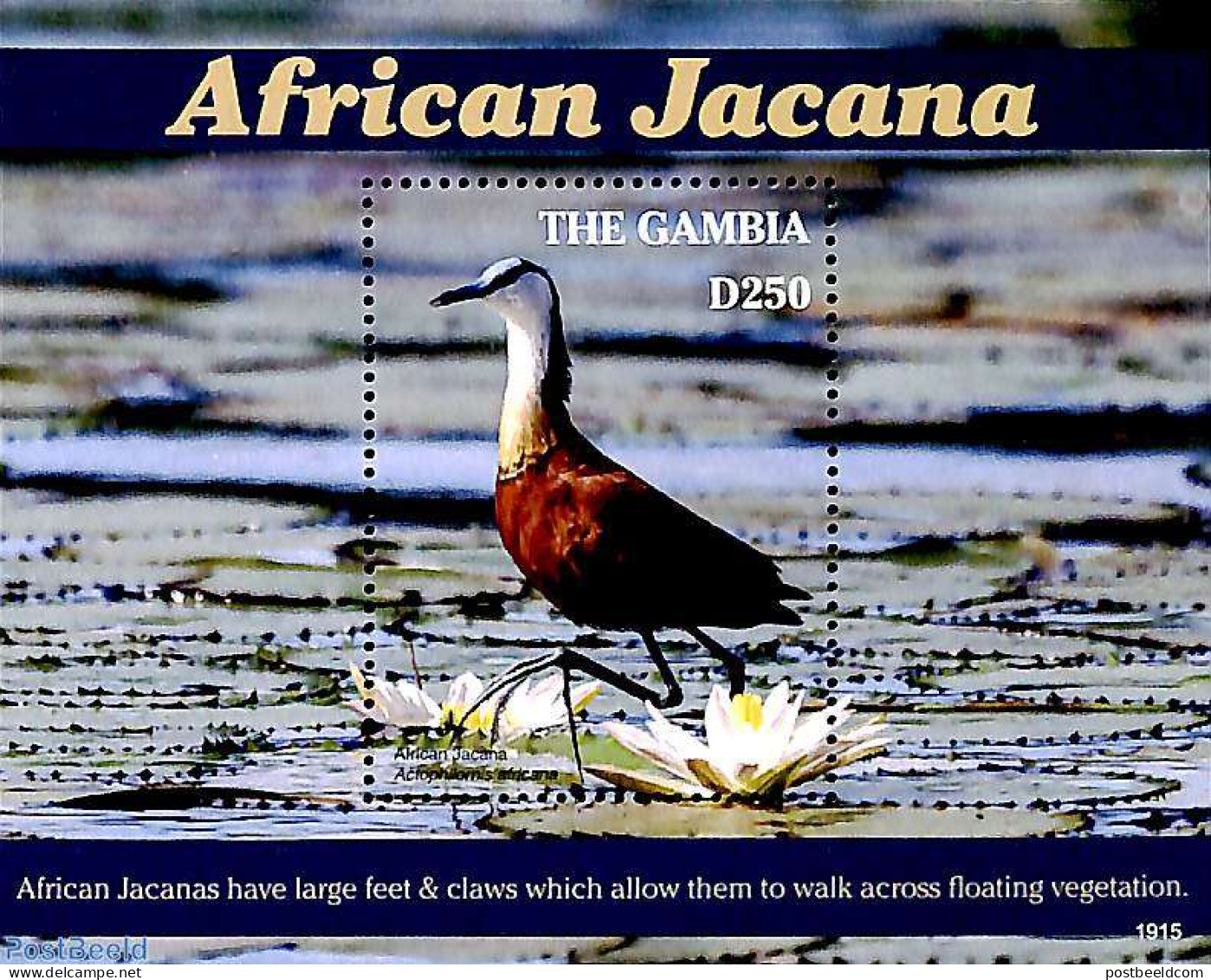 Gambia 2019 African Jacana S/s, Mint NH, Nature - Birds - Gambia (...-1964)