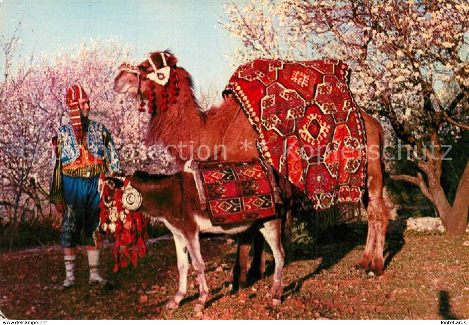 73364771 Alanya The Camel Turkey Alanya - Turquie