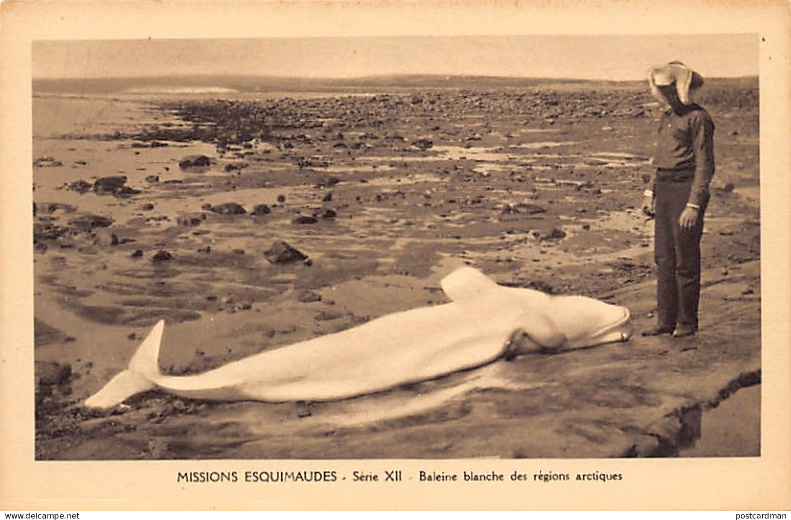 Canada - Eskimo Missions, Nunavut - Arctic White Whale - Publ. Oblate Missionaries Of Mary Immaculate - Serie XII - Nunavut