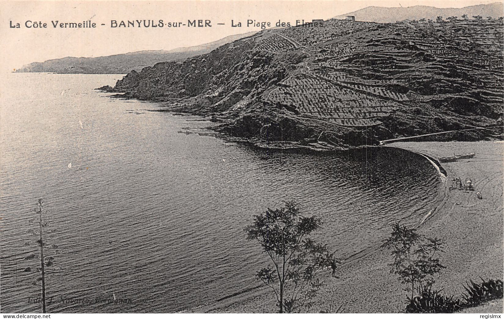 66-BANYULS SUR MER-N°T2236-E/0177 - Banyuls Sur Mer