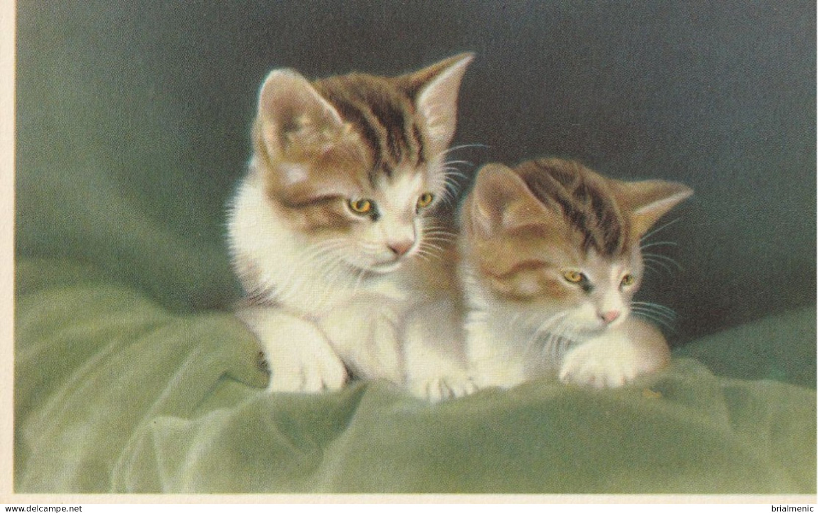 2 CHATONS - Chats