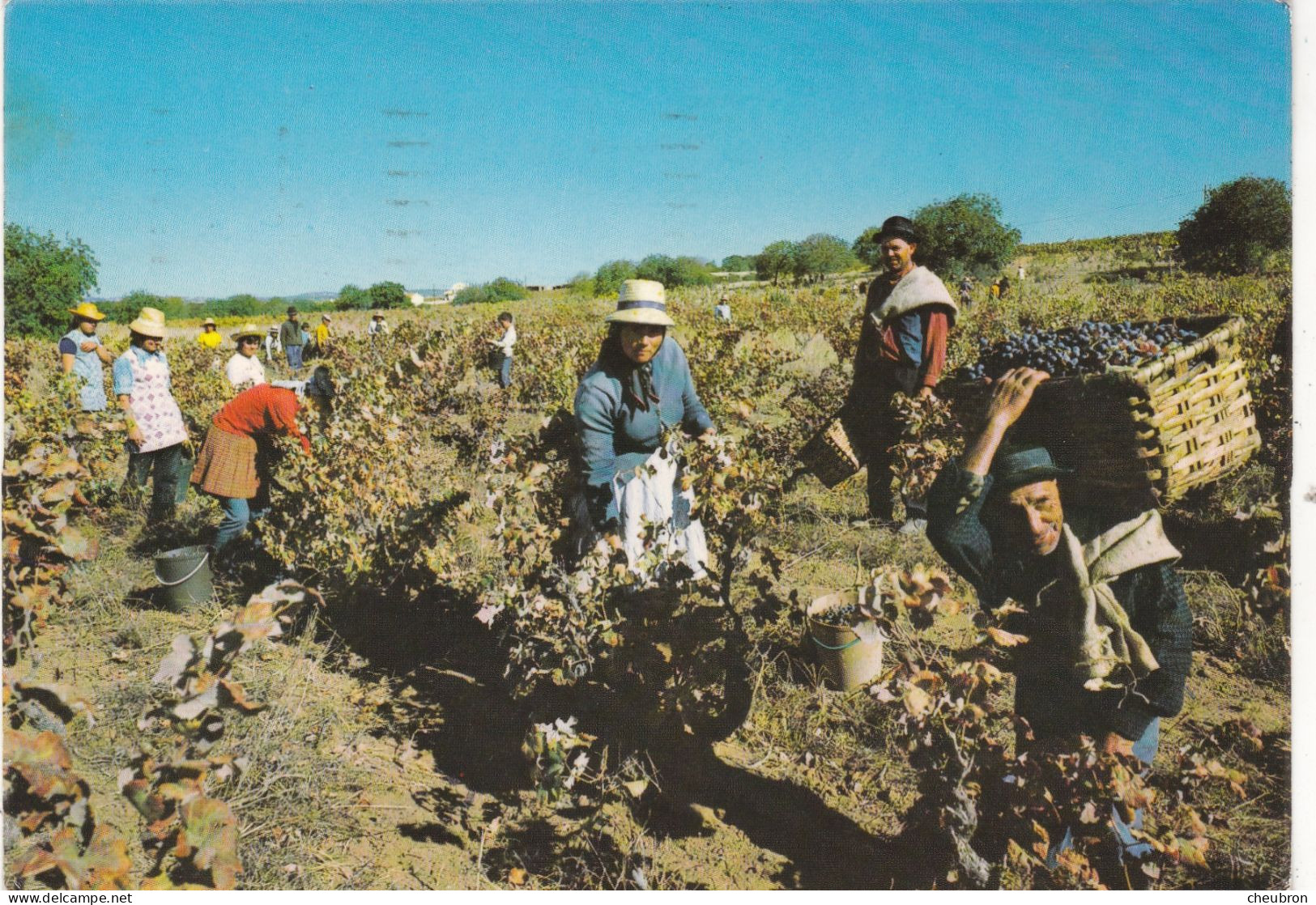 PORTUGAL. VILLA DO CONDE(ENVOYE DE); SCENE DE VENDANGES..ANNEES 70 + TEXTE + TIMBRES. - Autres & Non Classés