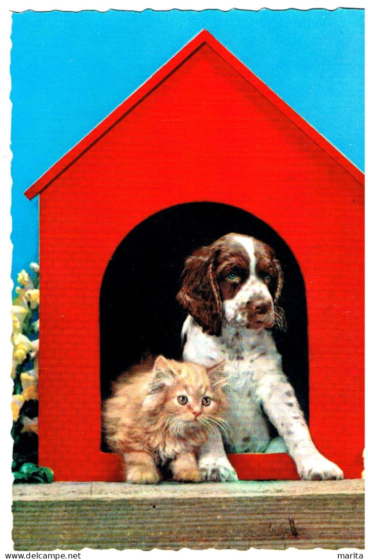 Chat Et Chien - Cat And Dog -katze Hunde-  Poes En  Hond In Hok - Chats