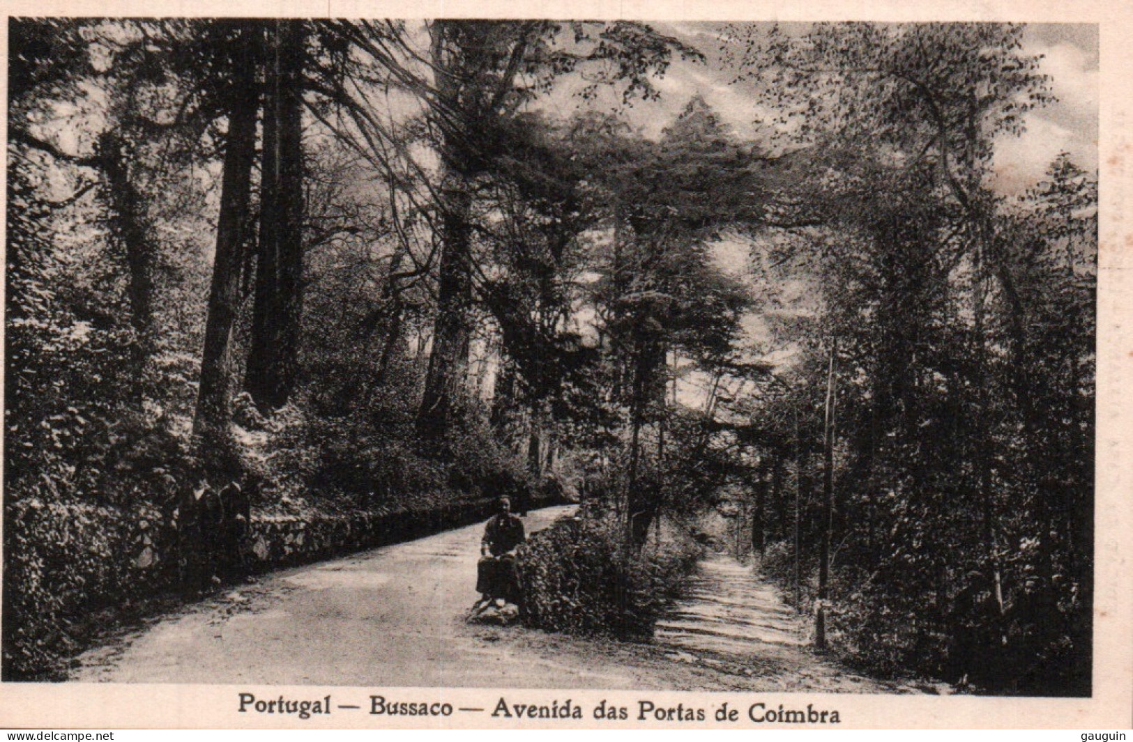 CPA - LUSO - Bussaco - Avenida Das Portas De Coimbra ... - Sonstige & Ohne Zuordnung