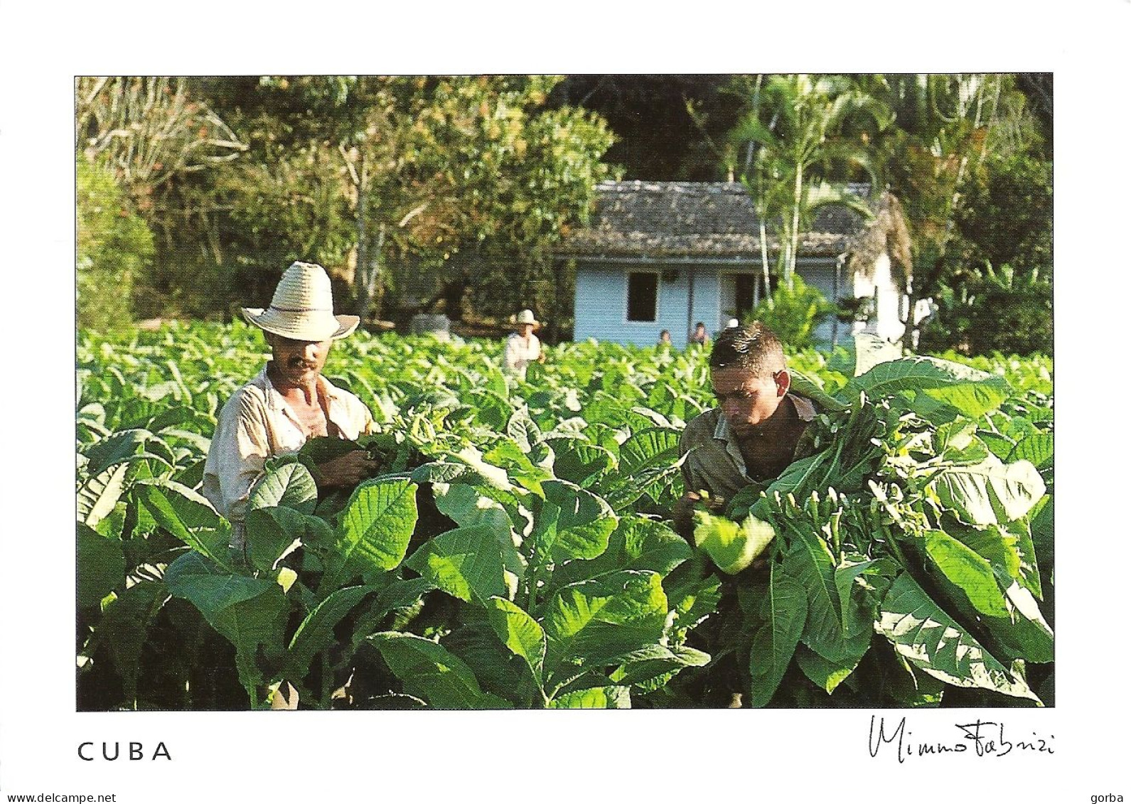 *CPM - CUBA - PINAR DEL RIO - Recolectando Tabaco -récolte Du Tabac - Kuba