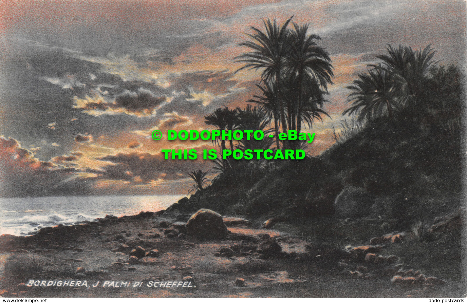 R481449 Bordighera. J Palmi Di Scheffel. R. Schol Z. Bordighera. Pitt. H. Nestel - Monde