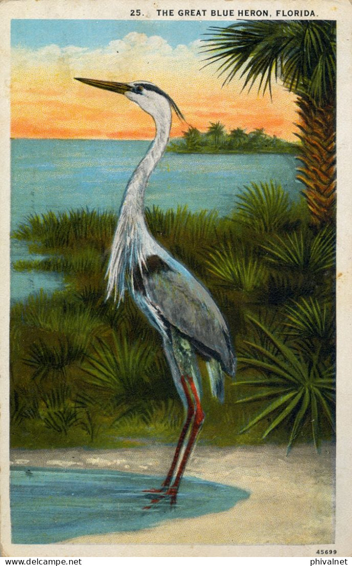 1926 DAYTONA - RIGA ( LETONIA ) , T.P. CIRCULADA , TASA , TAX , TAXE , " PIEMAKSAT " , THE GREAT BLUE HERON , BIRDS - Cartas & Documentos