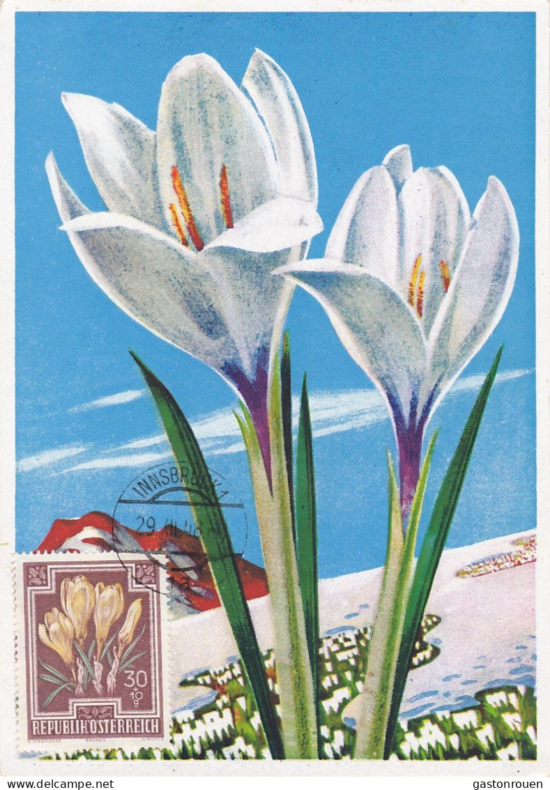 Carte Maximum Autriche Osterreich 1948 Fleur Flower Crocus - Cartoline Maximum