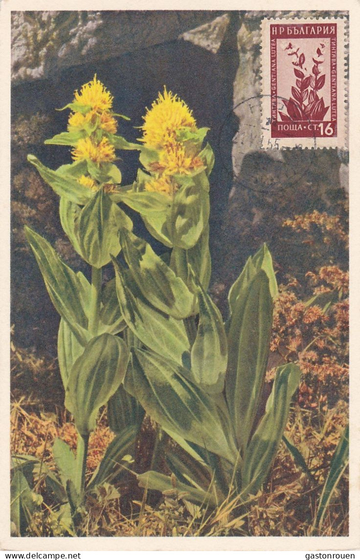 Carte Maximum Bulgarie 1955 Fleur Flower Gentiane - FDC