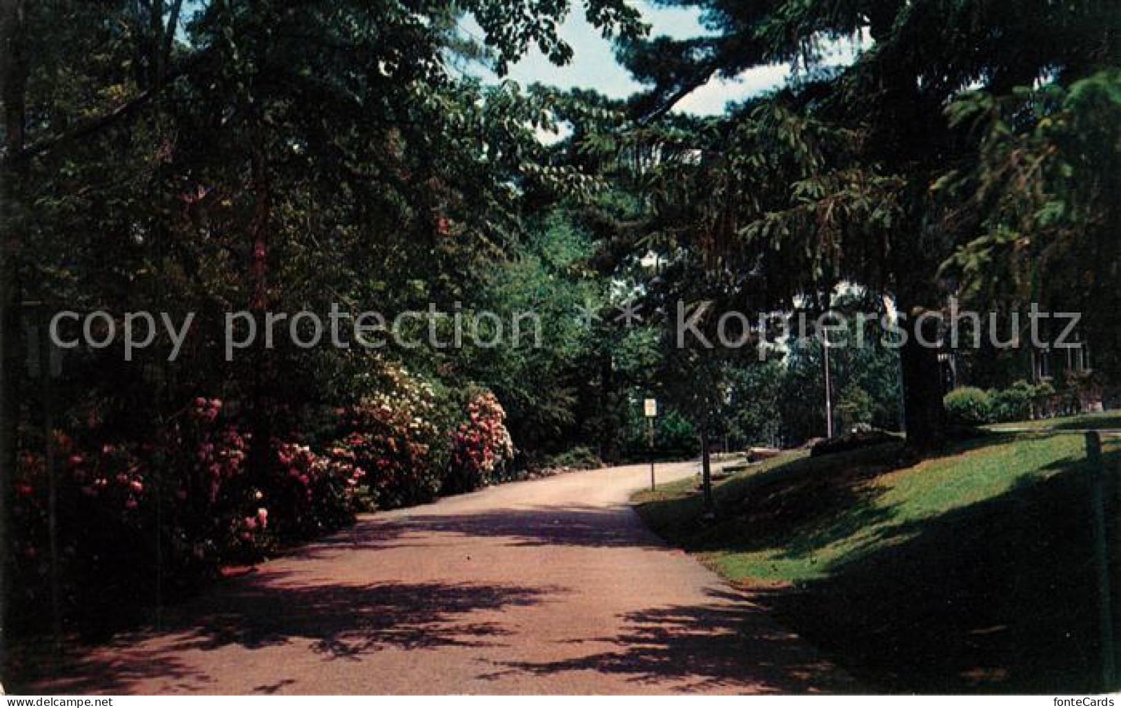 73130623 Chestnut_Hill Rhododendrons Main Drive - Andere & Zonder Classificatie