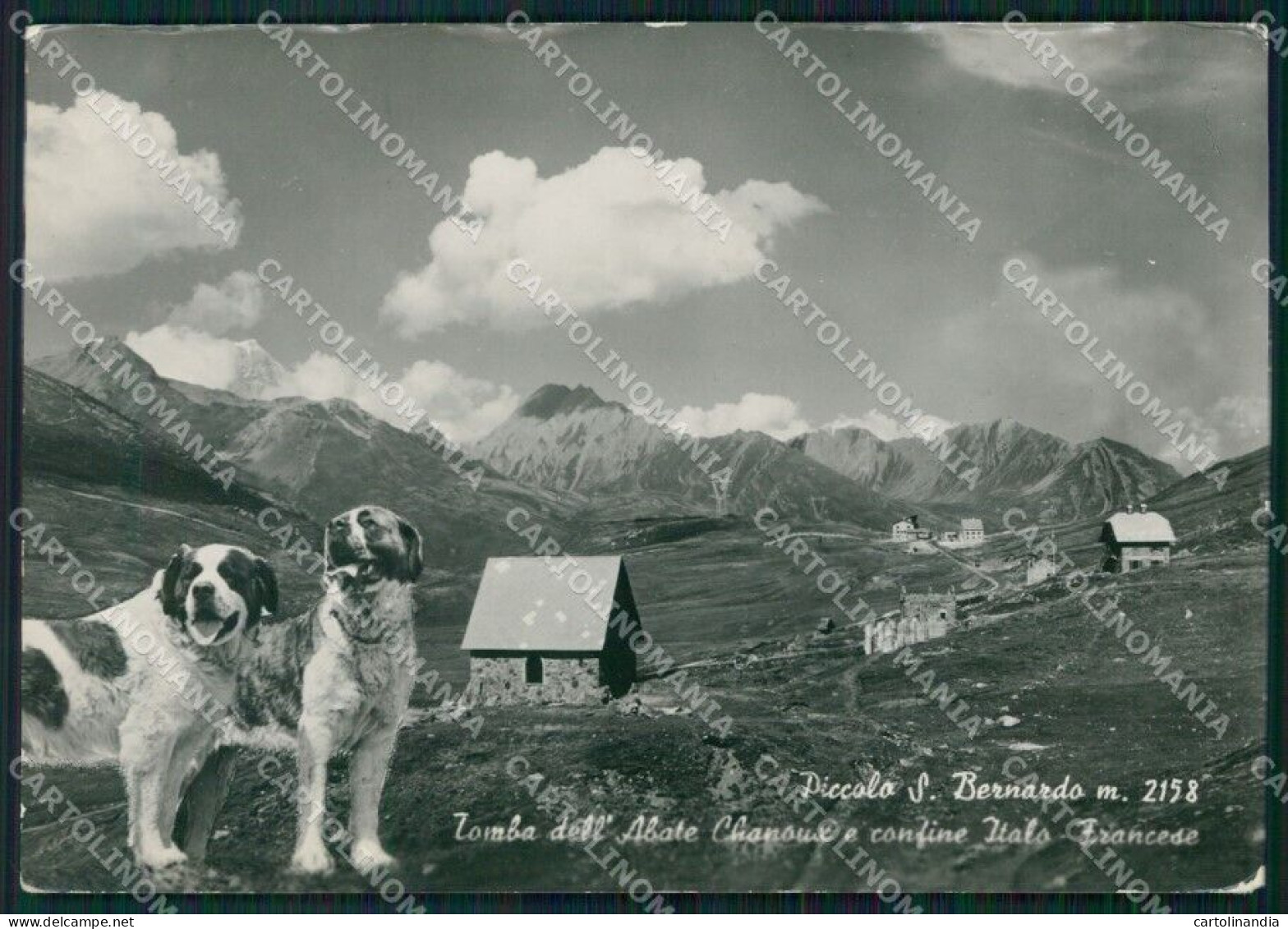 Aosta Colle Piccolo San Bernardo Confine Cani FG Foto Cartolina HB4883 - Aosta