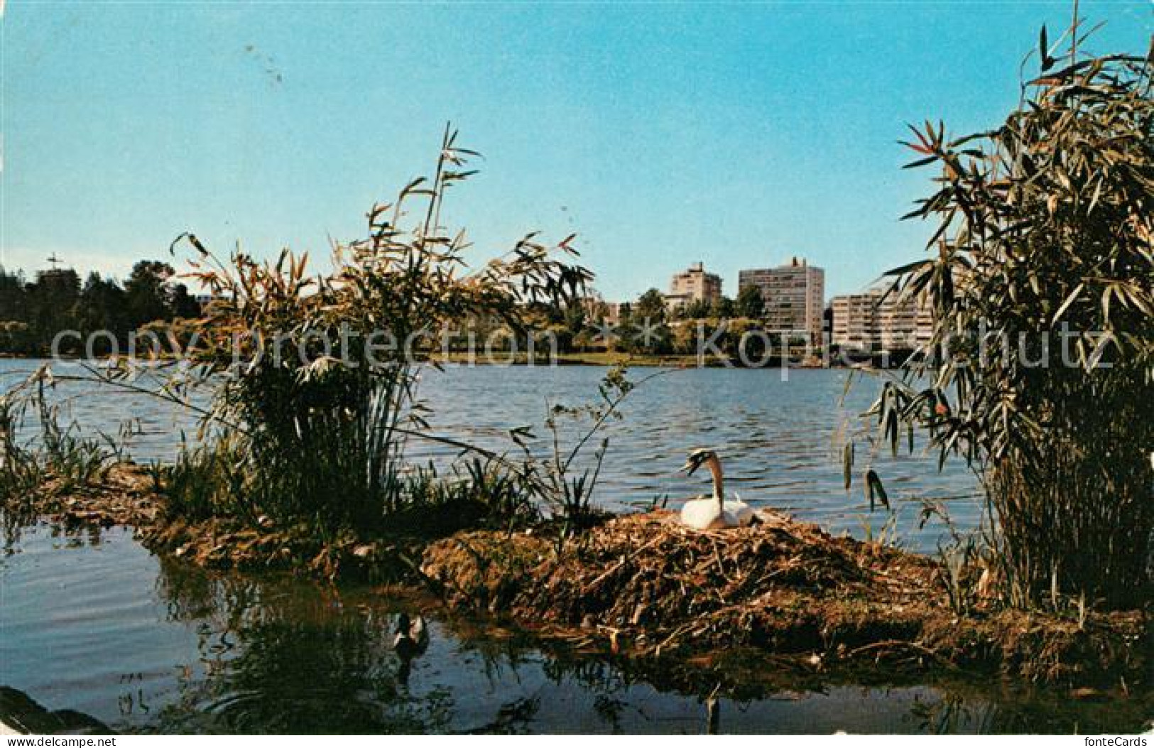 73130525 Vancouver British Columbia Schwanennest Lost Lagoon Vancouver British - Non Classés