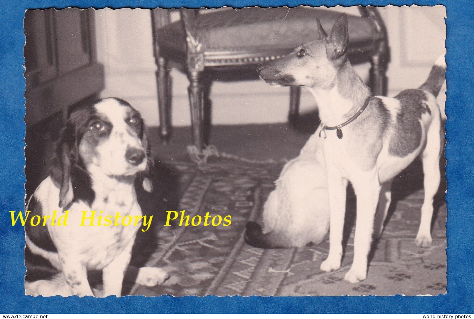 Photo Ancienne Snapshot - Beau Portrait De Chien à La Maison - Race à Identifier - Tapis Chaise Dog Hund - Anonymous Persons