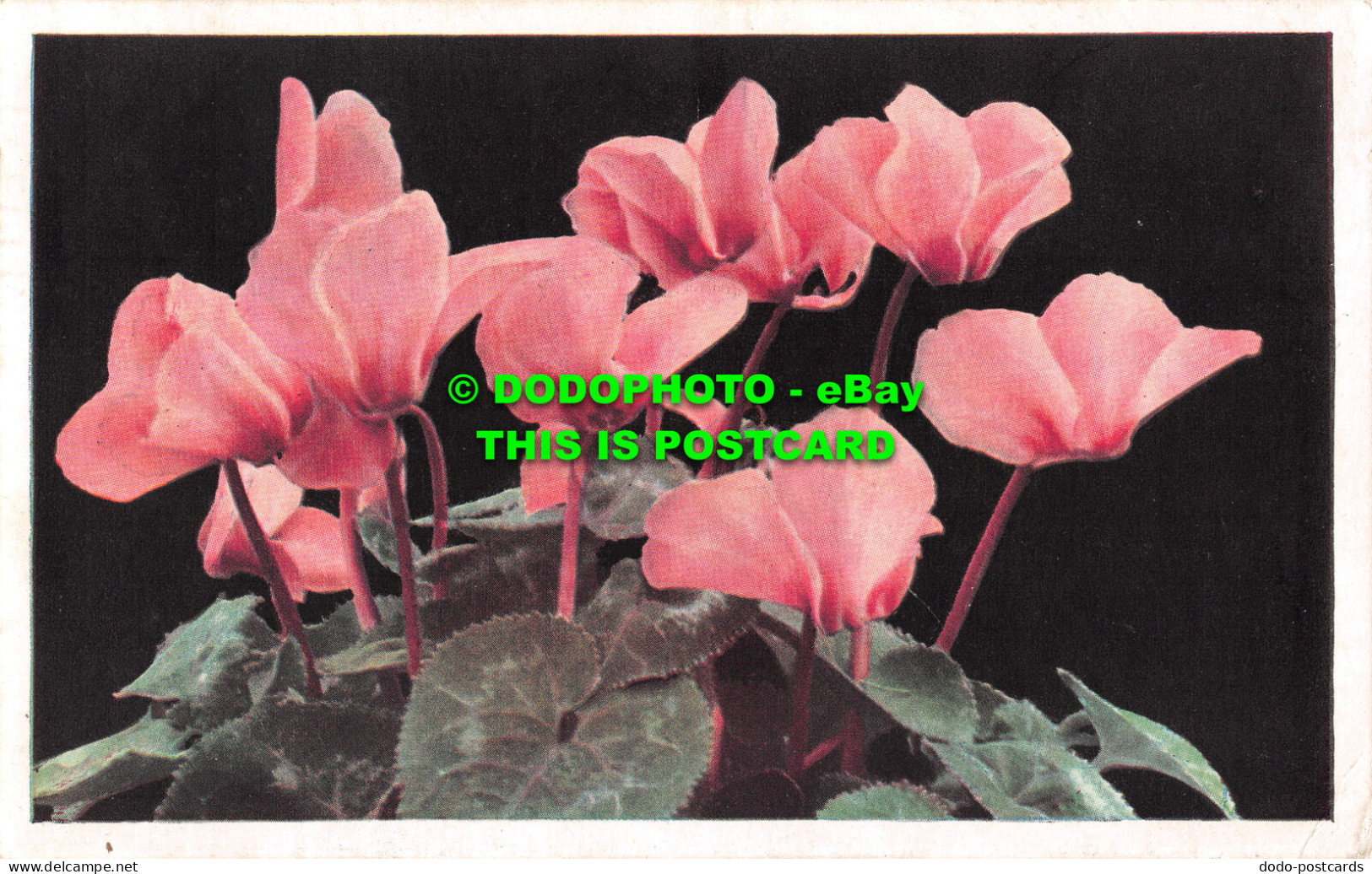 R481159 Cyclamen. Mack. London. N. W. 3. F8. Flowers - Altri & Non Classificati