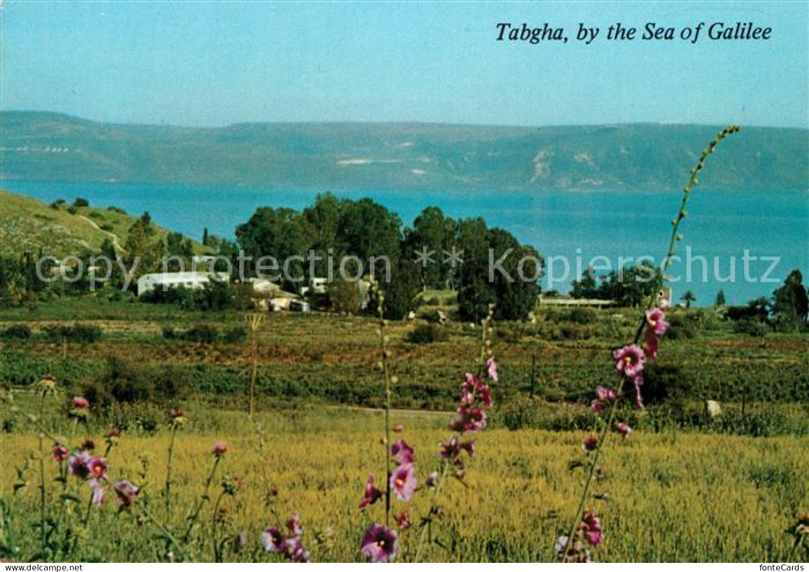 73267896 Tabgha Sea Of Galilee Tabgha - Israel