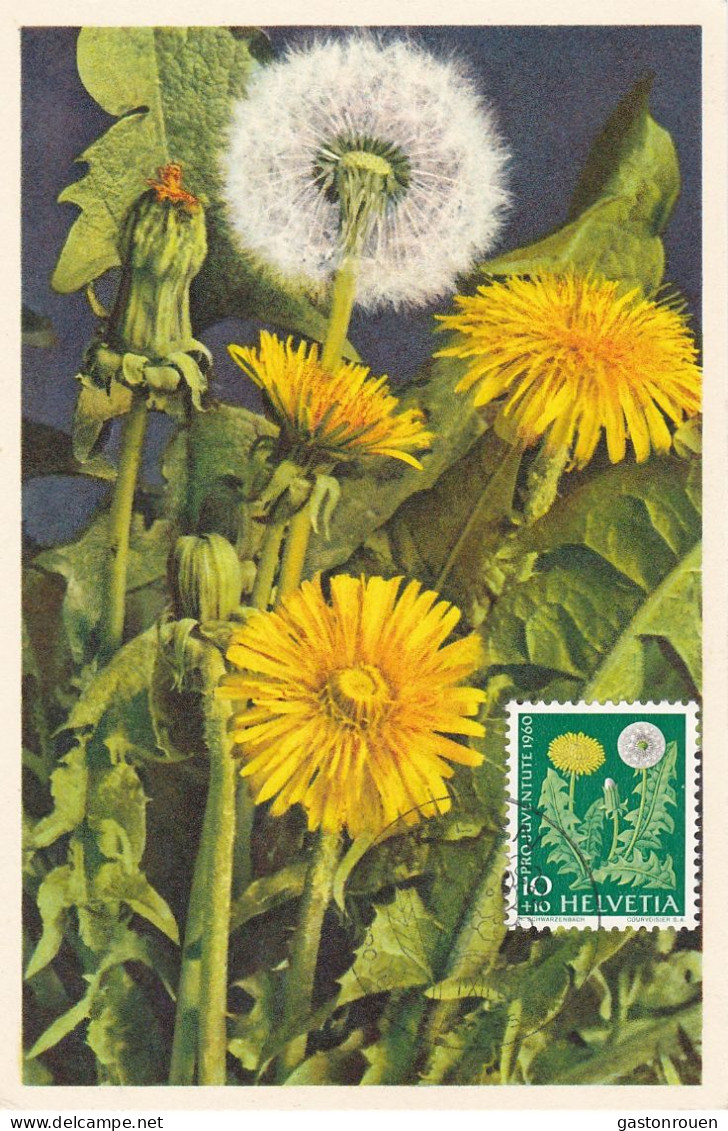 Carte Maximum Suisse Helvetia 1960 Pro Juventute Fleur Flower - Cartes-Maximum (CM)