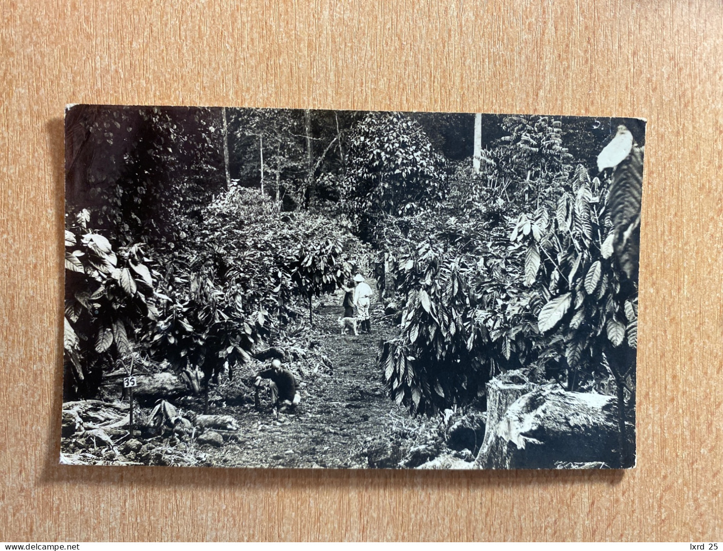 CPA Samoa Real Photo Tattersall Studio - Culture Chien Plantation De Café ? - Samoa