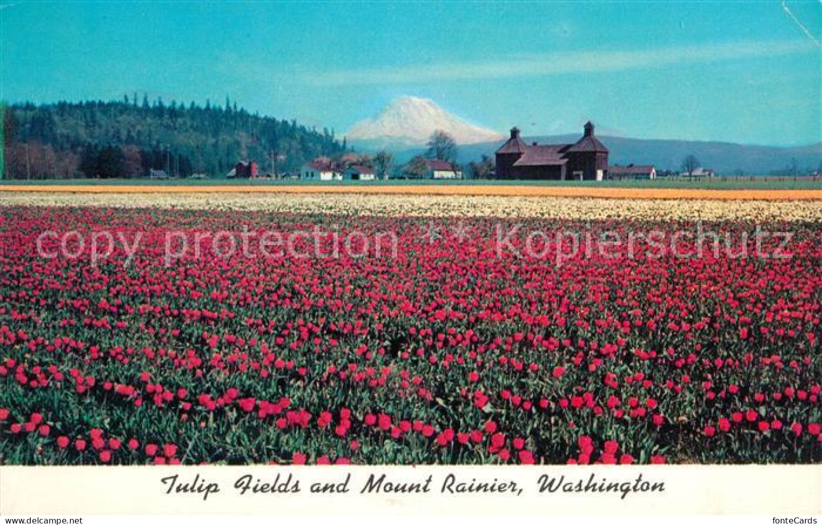 73127772 Mount_Rainier Tulpenfelder - Sonstige & Ohne Zuordnung