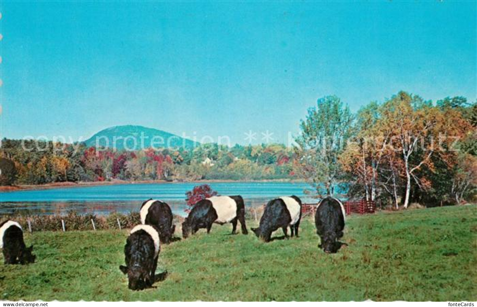 73126636 Rockport_Maine Belted Galloways - Autres & Non Classés