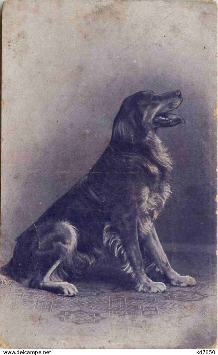 Hund Dog - Cani