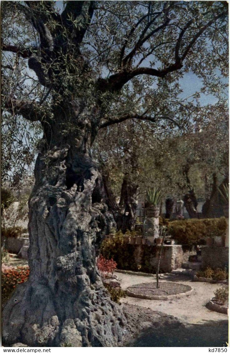 Gethsemane - Israel