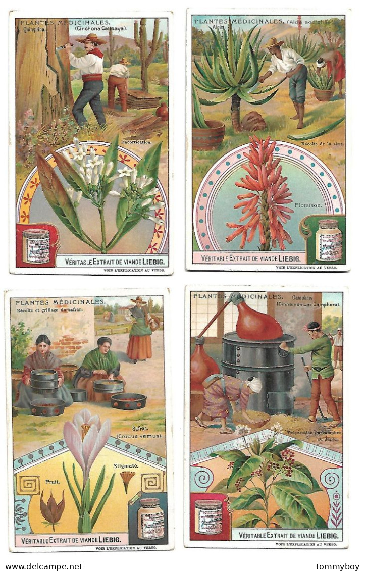 S 906, Liebig 6 Cards, Plantes Médicinales ( Ref B24) - Liebig