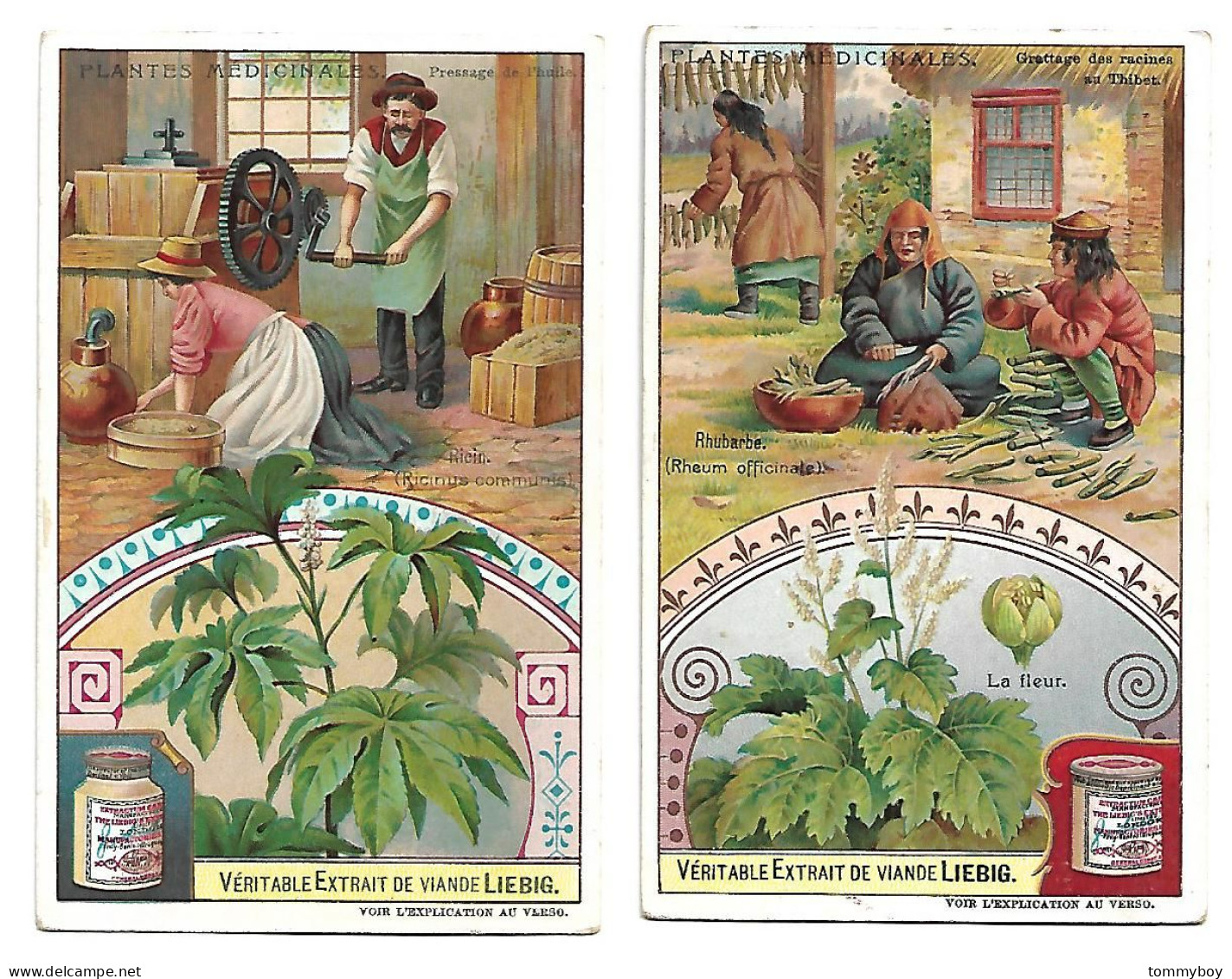S 906, Liebig 6 Cards, Plantes Médicinales ( Ref B24) - Liebig