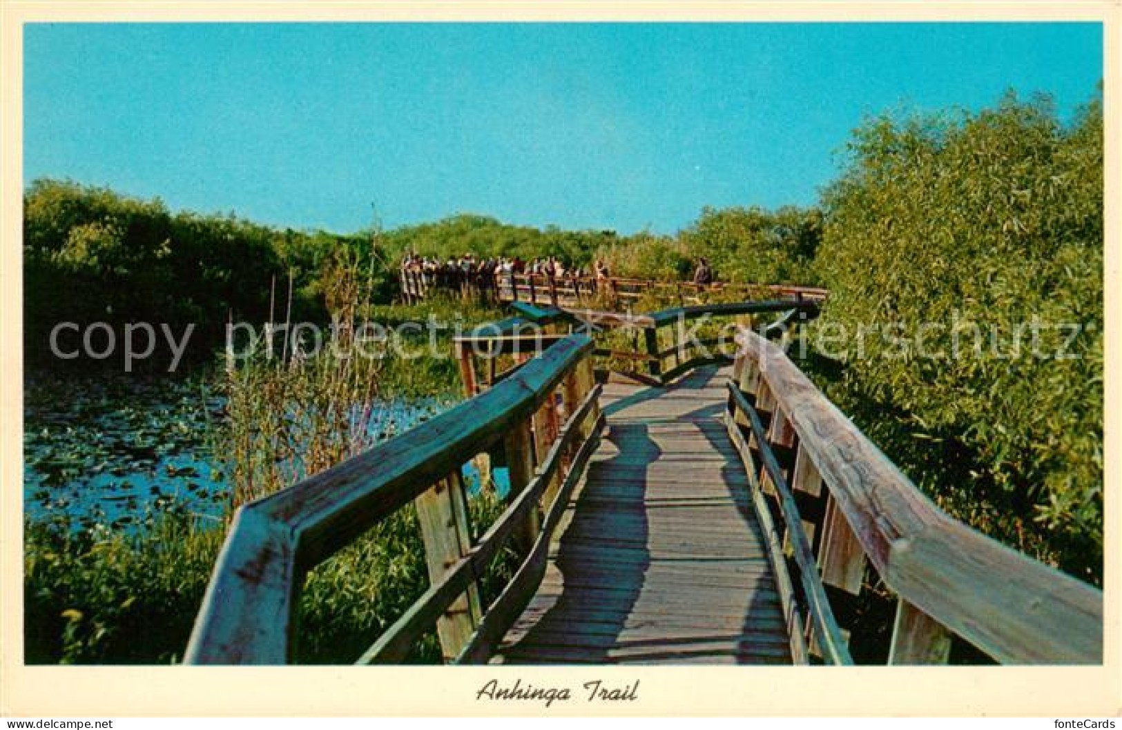73060726 Florida_US-State Anhinga Trail Everglades National Park - Otros & Sin Clasificación