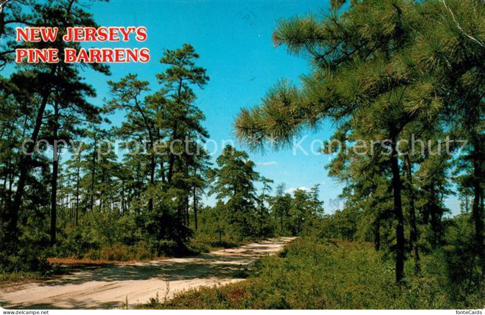 73059118 New Jersey Pine Barrens New Jersey - Autres & Non Classés