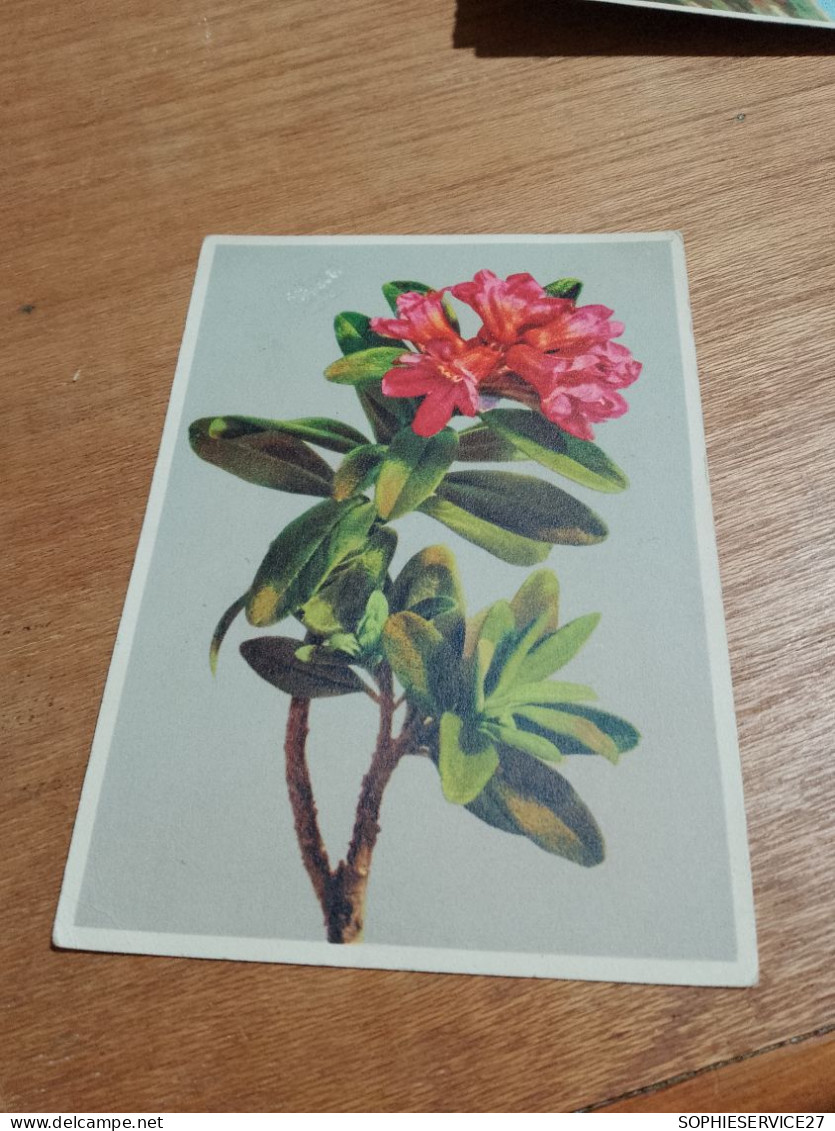 559 //   RHODODENDRON - Flowers