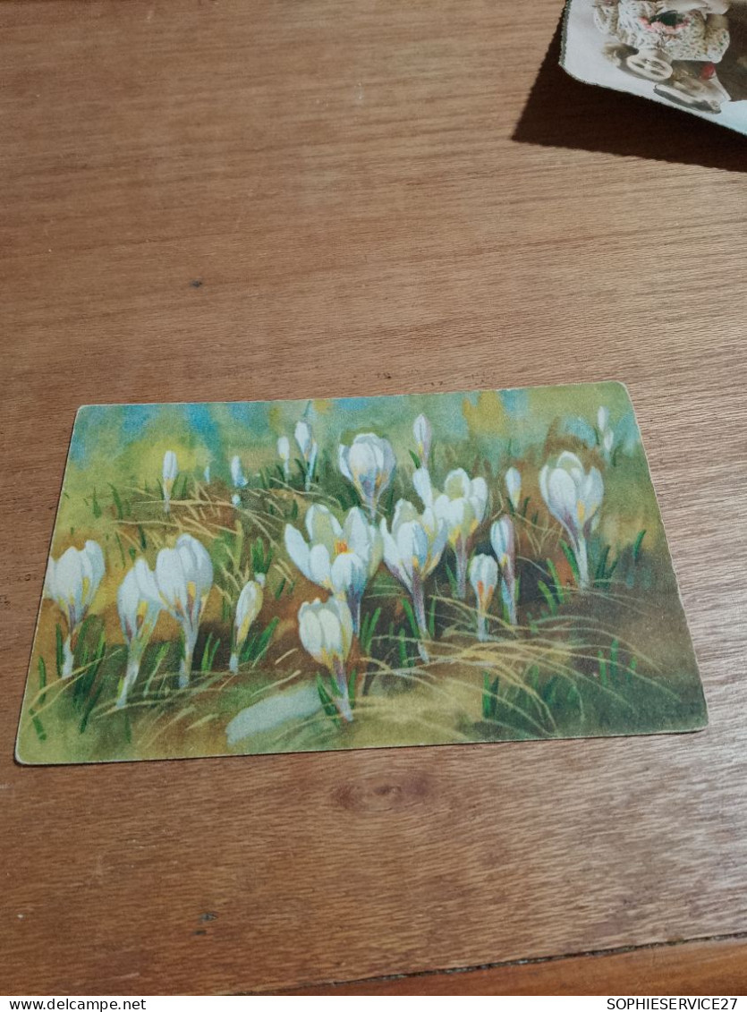 559 //   FLEURS / CROCUS ALBIFLORUS - Bloemen