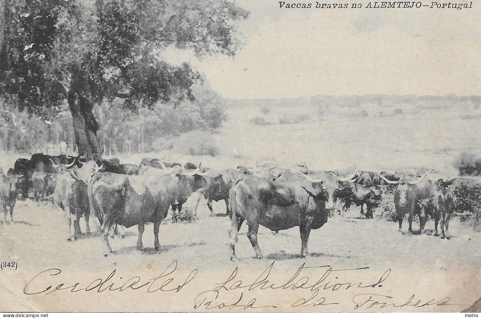 Portugal- VACCAS BRAVAS NO ALEMTEJO  -(Circulado Em  17-8-1903) - Andere & Zonder Classificatie