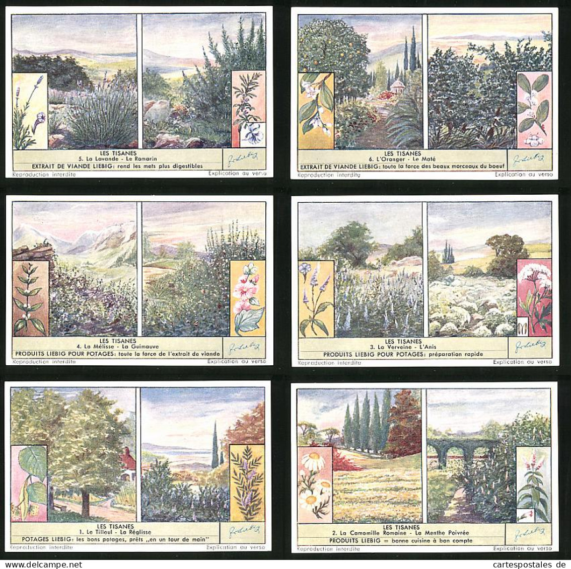 6 Sammelbilder Liebig, Serie Nr. 1579: Les Tisanes, Blüten, Kamille, Melisse, Rosmarin  - Liebig