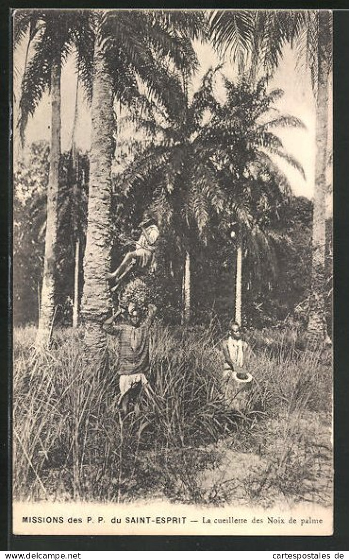 CPA Saint-Pierre, La Cueillette Des Noix De Palme, Palmenkletterer  - Ohne Zuordnung