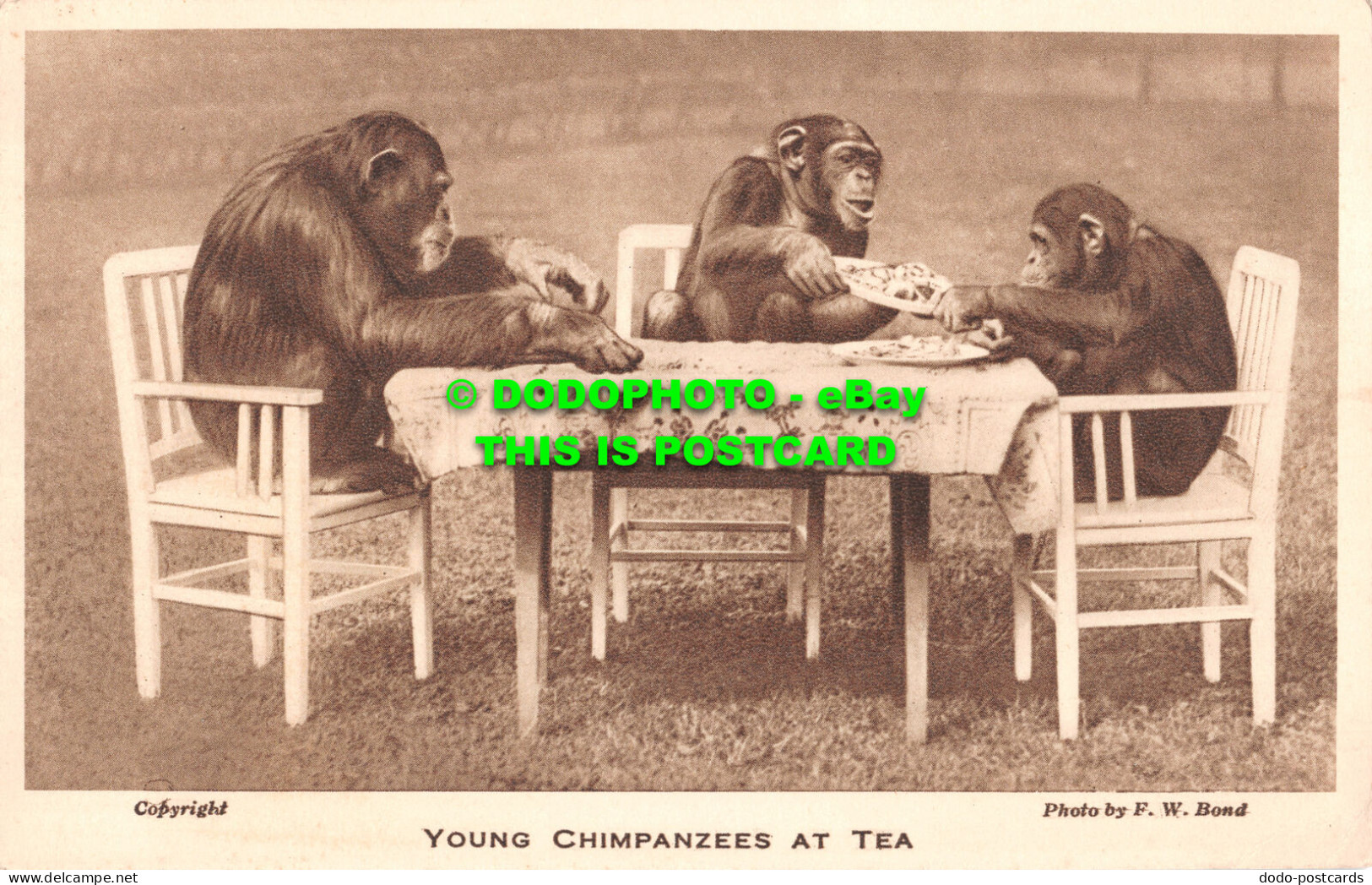 R483398 Young Chimpanzees At Tea. Zoological Society Of London. F. W. Bond - Altri & Non Classificati