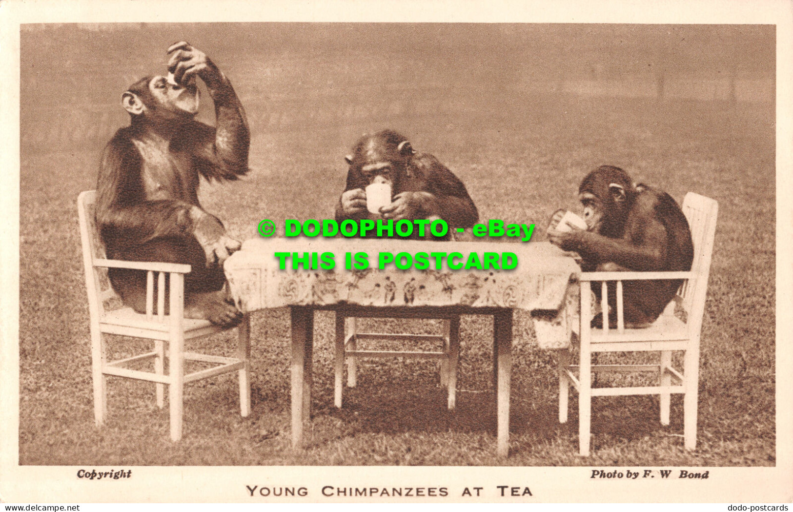 R483399 Young Chimpanzees At Tea. Zoological Society Of London. F. W. Bond - Altri & Non Classificati