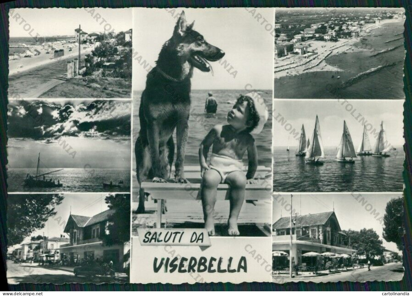 Rimini Viserbella Saluti Da Cane Pastore Tedesco Foto FG Cartolina KB1425 - Rimini