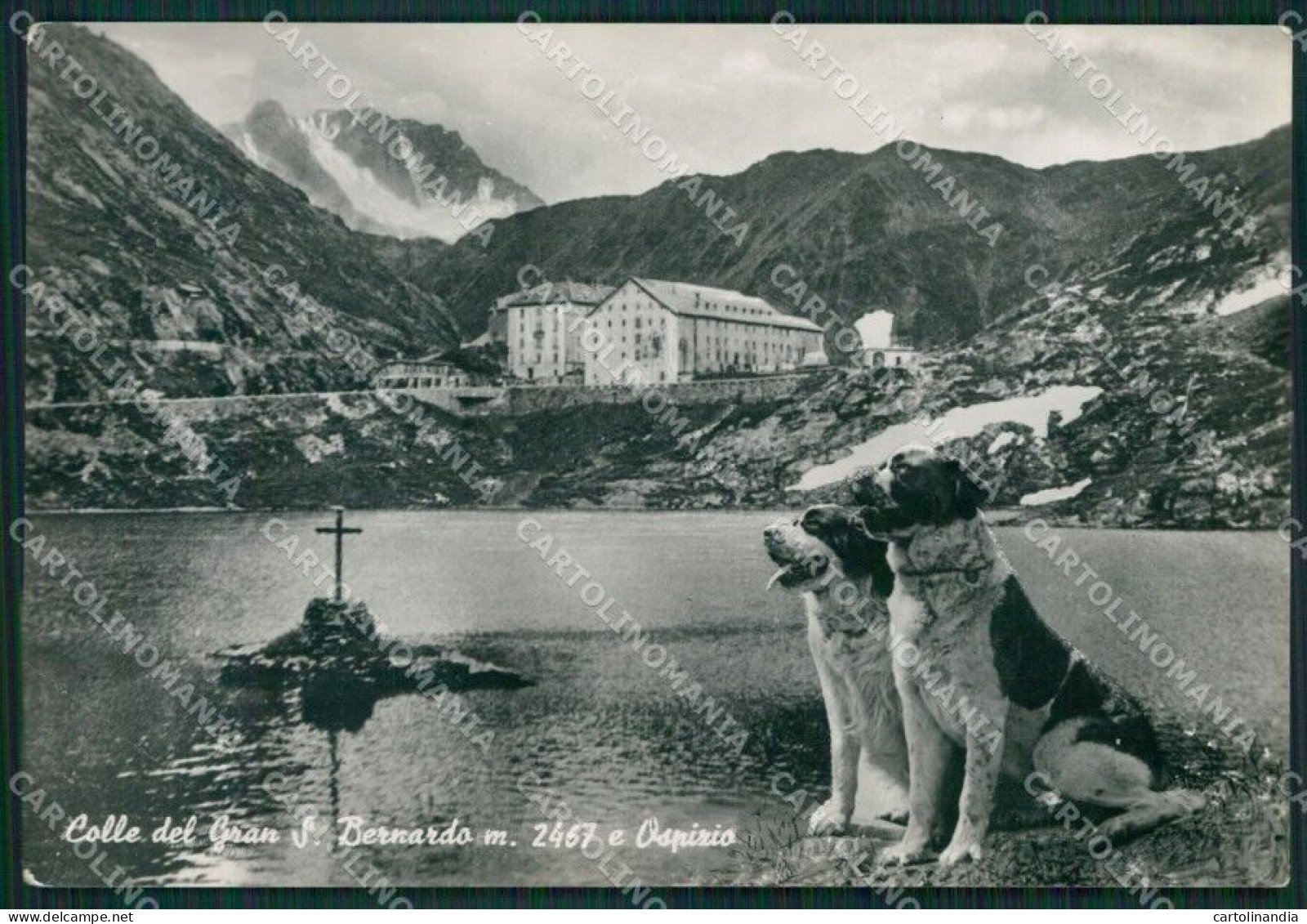Aosta Gran San Bernardo Lago Ospizio Cani PIEGA Foto FG Cartolina KB1500 - Aosta