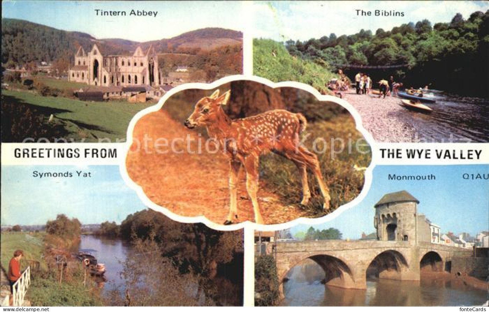 72465900 Wye Tintern Abbey The Biblins Symonds Yat Monmouth Bambi  - Otros & Sin Clasificación