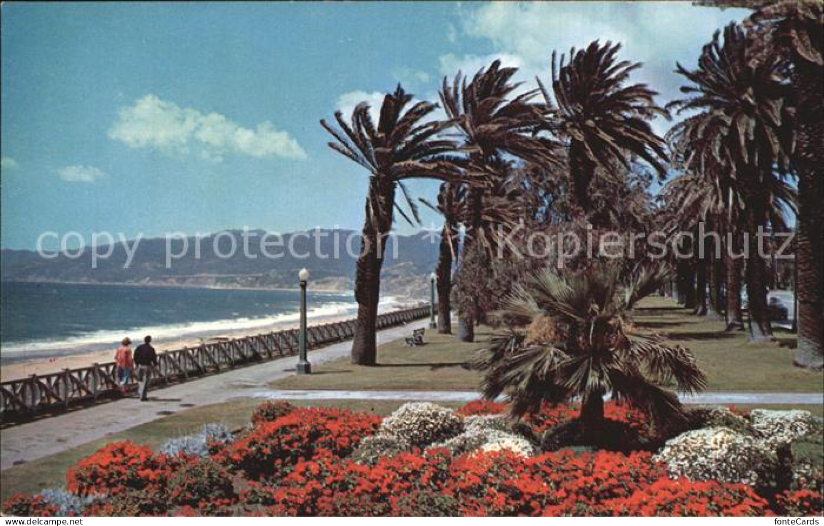 72461493 Santa_Monica Gorgeous Geranium Bed Palisades Park - Altri & Non Classificati