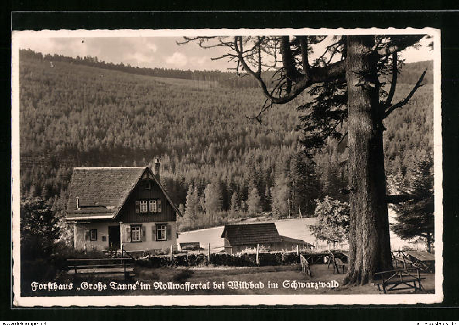 AK Wildbad Im Schwarzwald, Forsthaus Grosse Tanne Im Rollwassertal  - Jacht