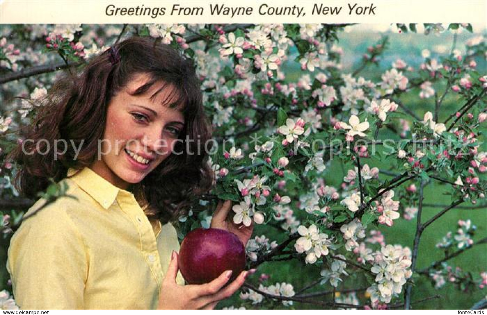 73059024 Wayne_New_York Apples Blossom Like This Each May - Other & Unclassified