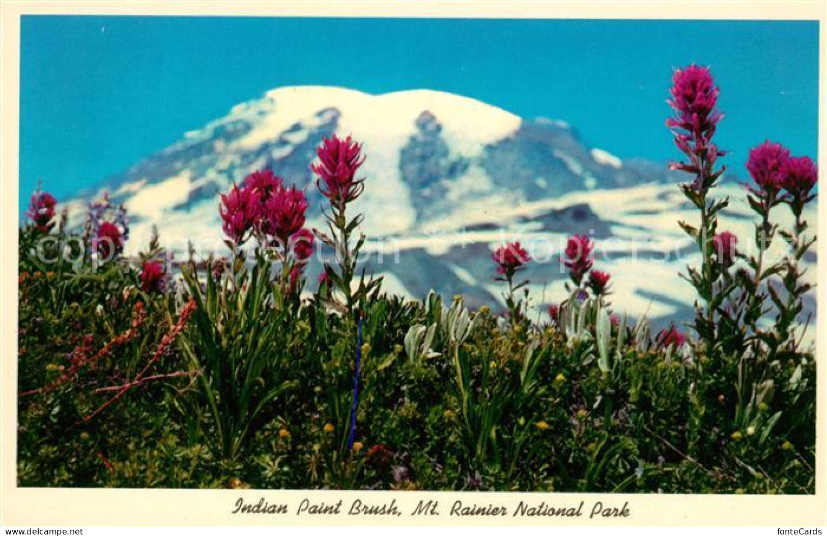 73057865 Washington DC Mt Rainier National Park Indian Paint Brush  - Washington DC