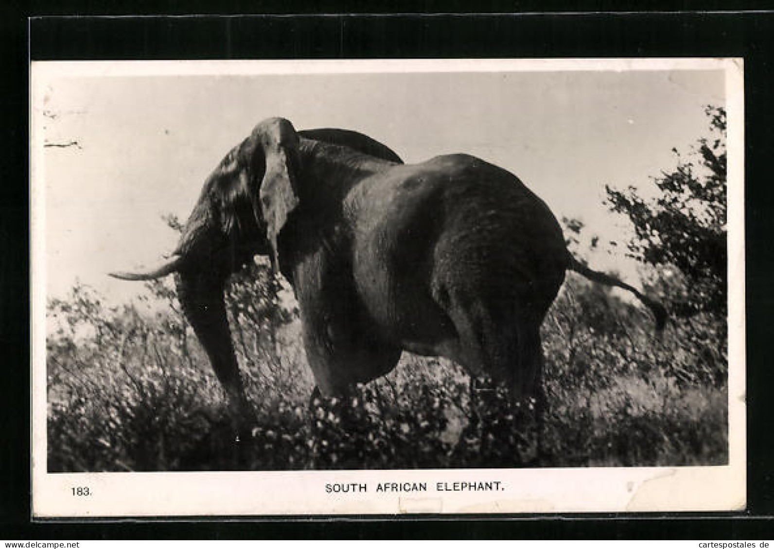 AK Südafrikanischer Elefant In Freier Wildbahn  - Elefanten