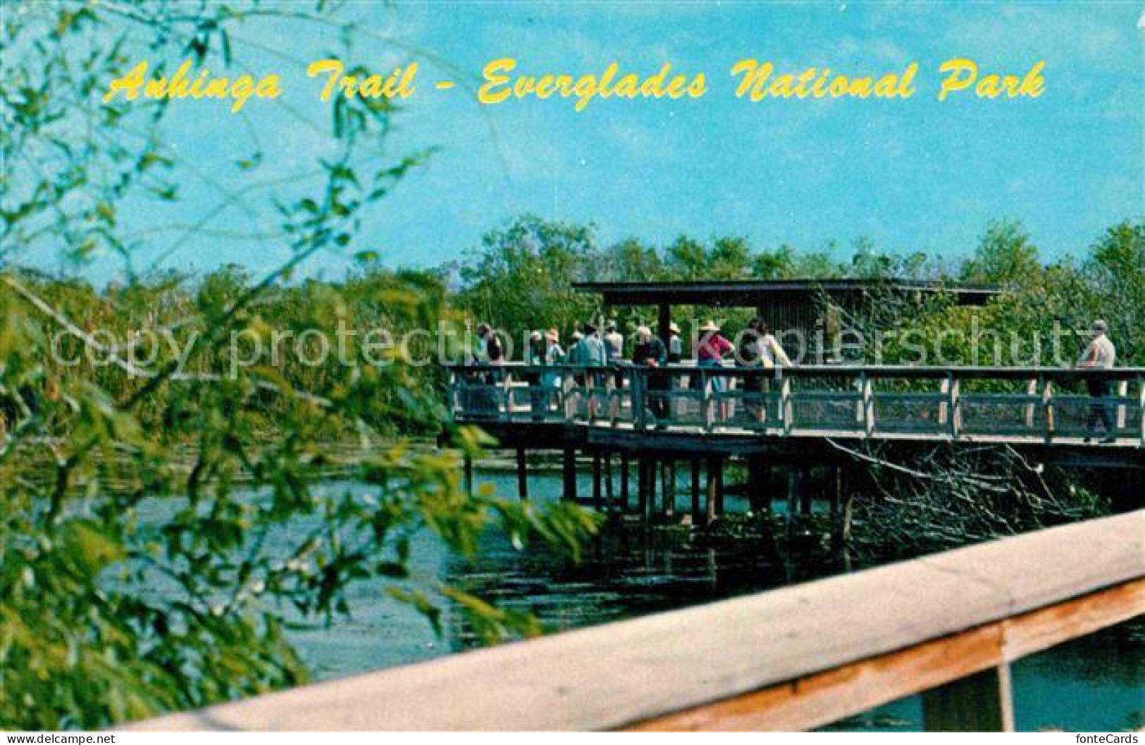 72705668 Florida_US-State Anhinga Trail Everglades - Autres & Non Classés