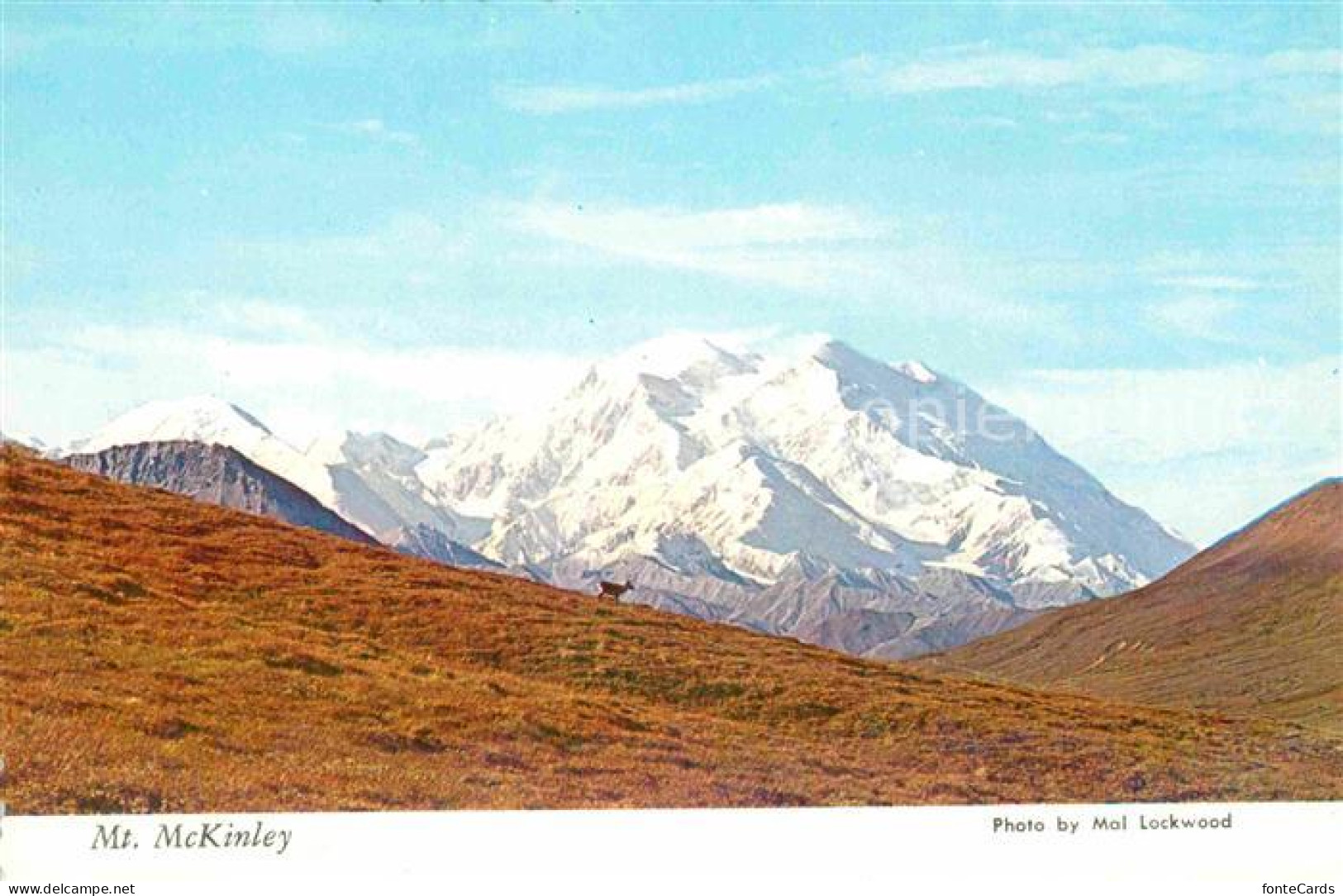 72646066 Mount_McKinley_Alaska Showing A Lone Caribou In Foreground Denali Natio - Other & Unclassified