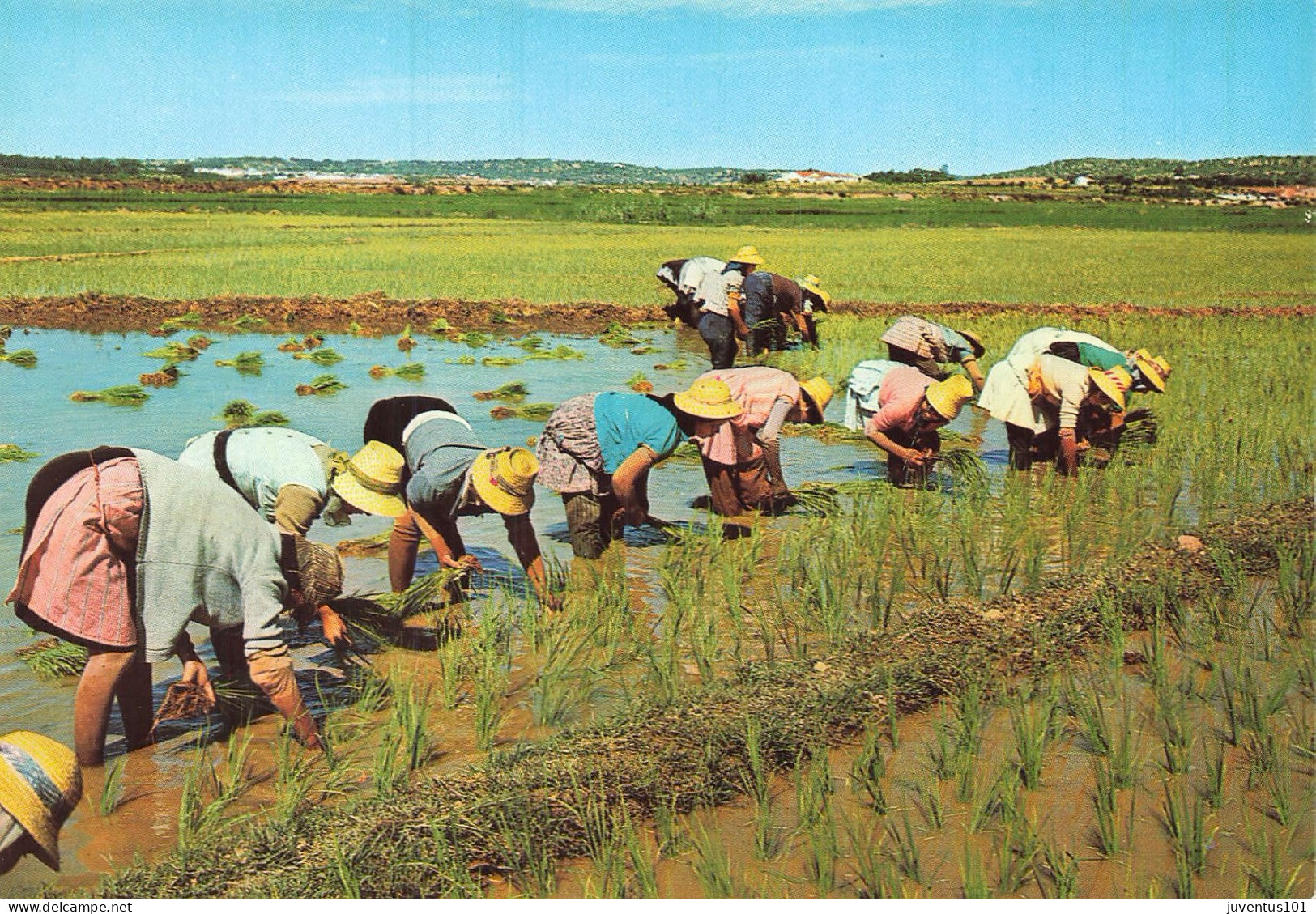 CPSM PLANTAÇAO DO ARROZ EM PORTUGAL - PLANTATION DE RIZ   L2871 - Andere & Zonder Classificatie