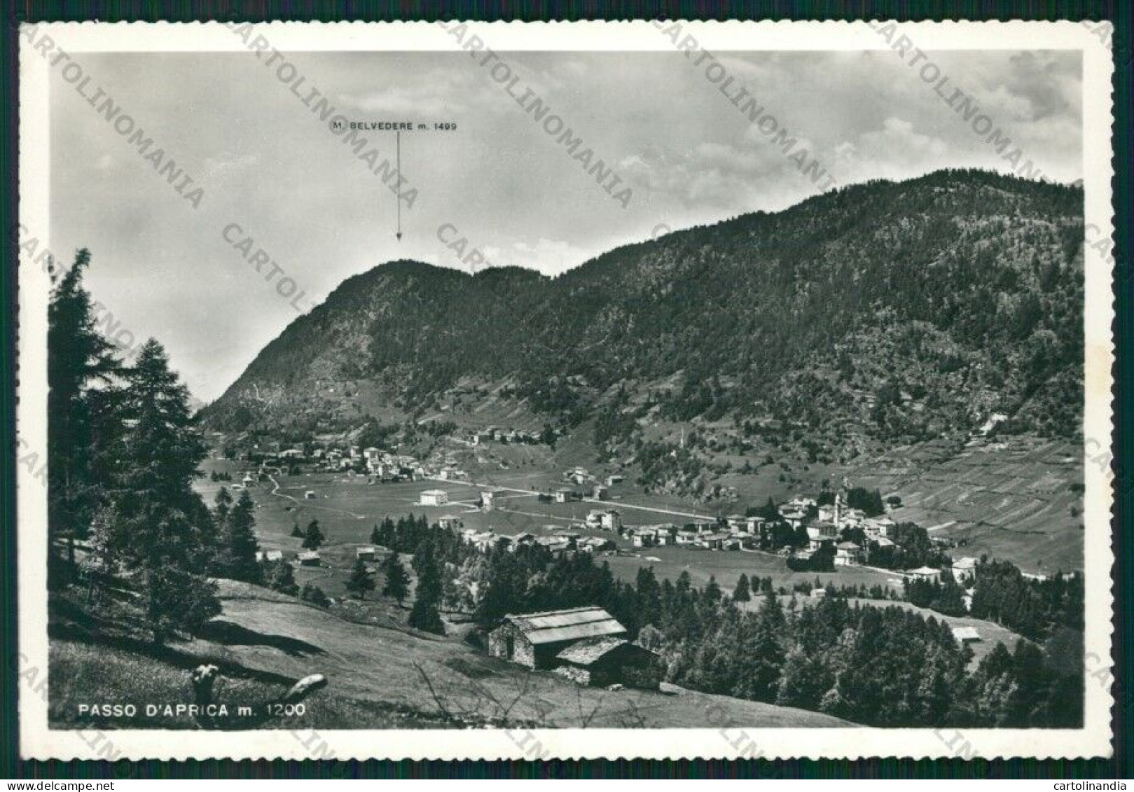 Sondrio Aprica Passo Di Foto FG Cartolina KV9109 - Sondrio